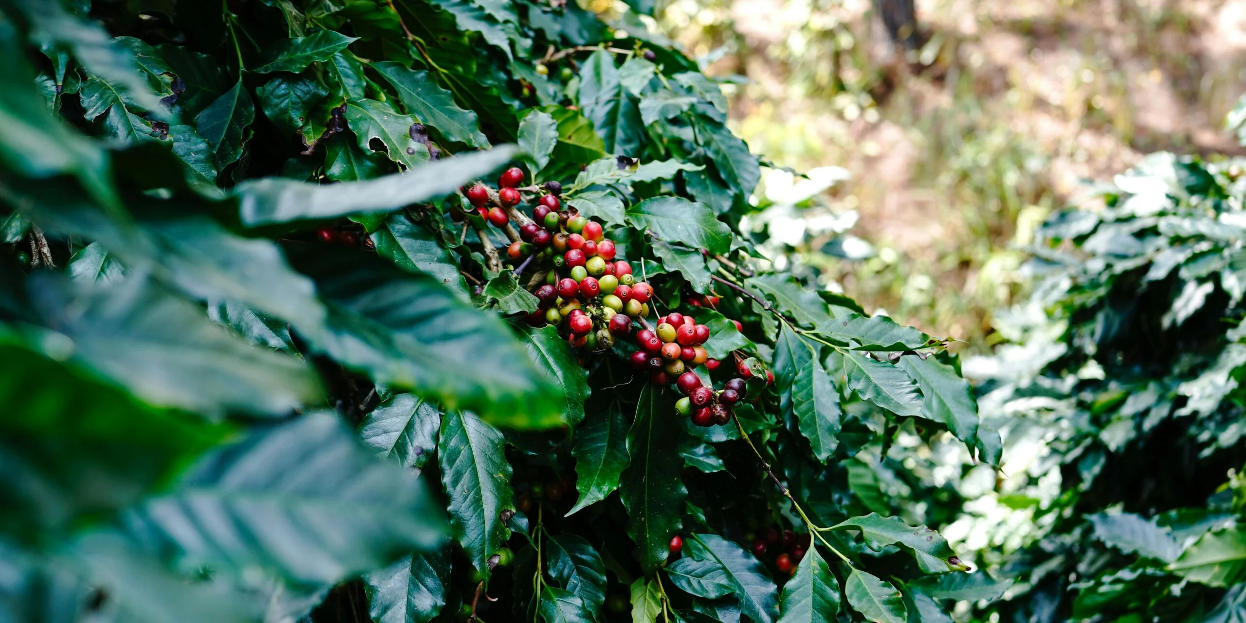 Imagem ilustrativa da notícia Iniciativas do Governo de Minas fortalecem a cadeia produtiva do café