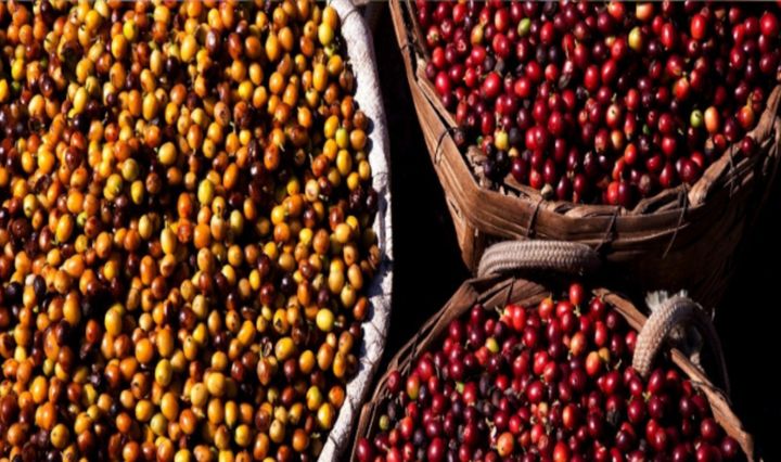 Imagem de Café da Serra da Mantiqueira